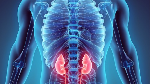 x-ray view of torso, highlighting kidneys